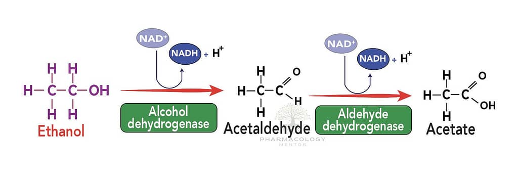 Ethyl Alcohol or ethanol Metabolism